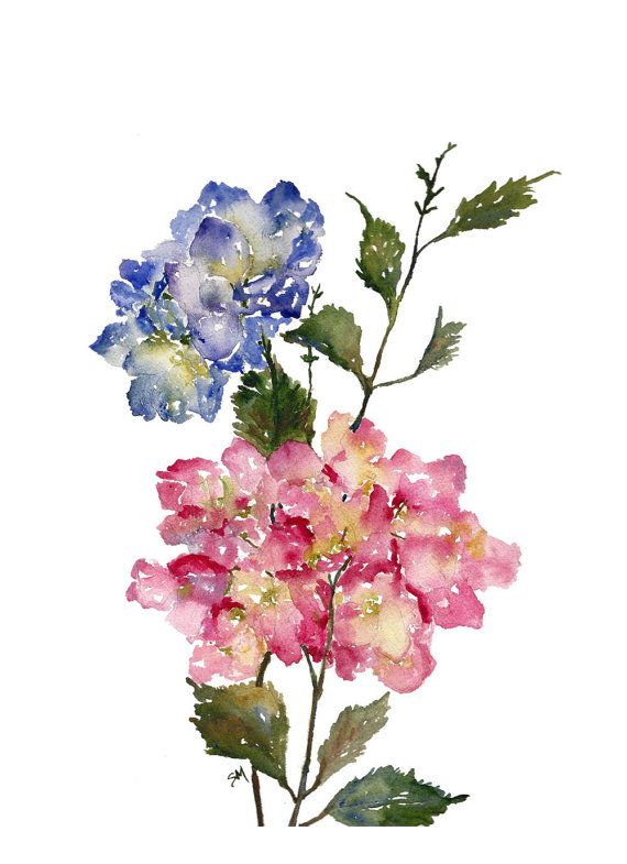 570x785 hydrangea watercolor, fine art print, watercolor flowers