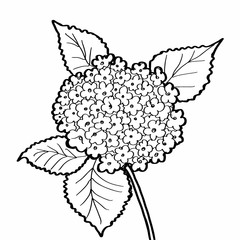 240x240 Hydrangea Photos, Royalty Free Images, Graphics, Vectors Videos