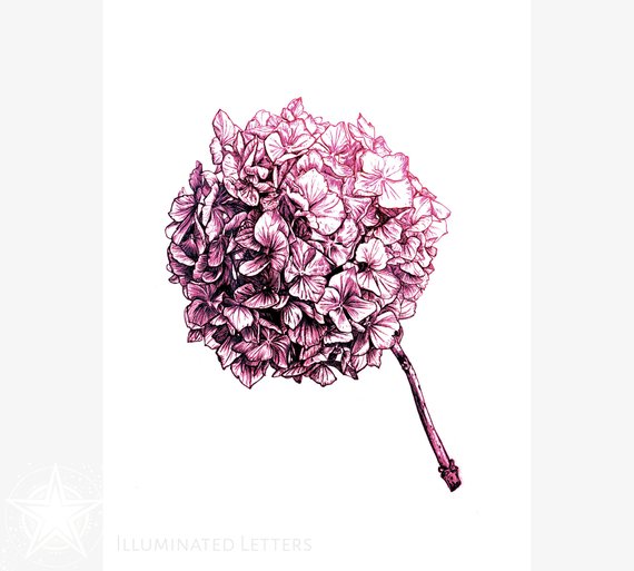 570x513 Pink And Black Hydrangea Drawing Instant Download Flower