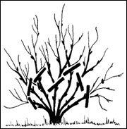 180x183 Pruning Tips