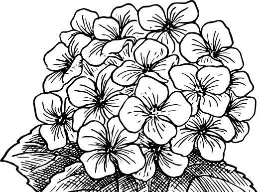 534x385 Flower Drawing Images Archives