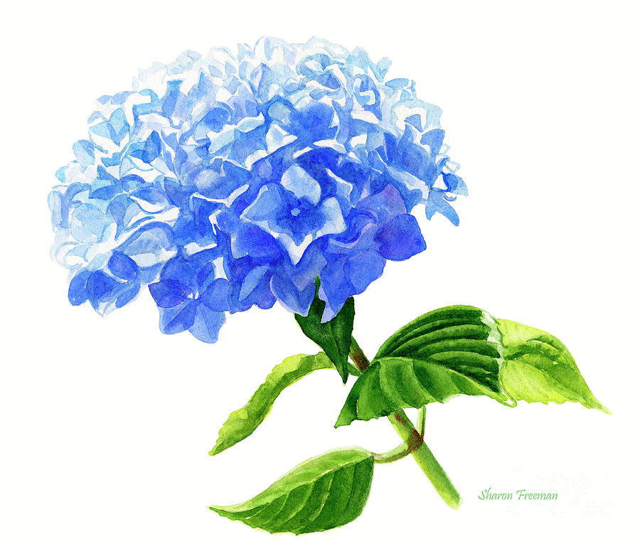 900x761 blue hydrangea flower white background painting