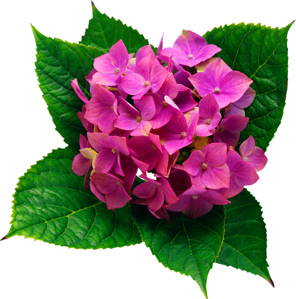 960x970 Collection Of Free Hydrangea Drawing Plant Download On Ui Ex