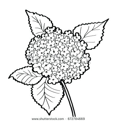 450x470 Coloring In Flowers Dye Fake With Food Hydrangea Pages For Kids