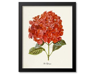 340x270 Hydrangea Flower Art Etsy