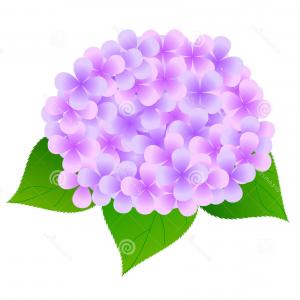 300x300 Vector Illustration Spring Coming Drawing Colorful Hydrangea Card