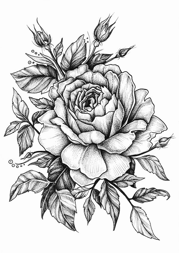 600x846 Sketch Flwo Tattoos, Beautiful Flower Drawings, Tattoo Drawings