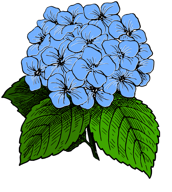 575x640 Collection Of Free Hydrangea Drawing Minimalist Download On Ui Ex
