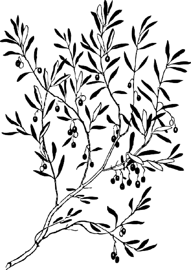 800x1132 Drawing Inspo Flower Transparent Png Clipart Free Download