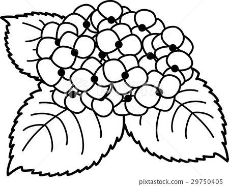 450x366 Hydrangea Black And White Line Drawing Coloring Picture