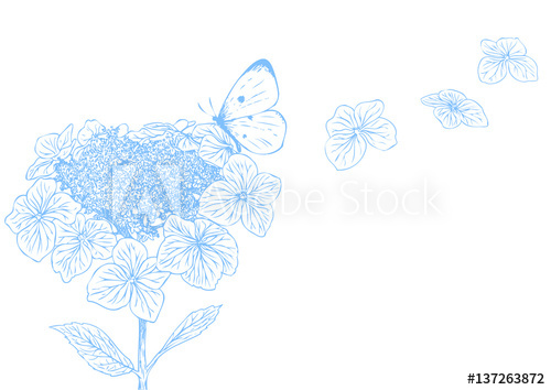 500x354 Hydrangea Flower With Butterfly