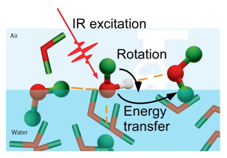 455x317 hydrogen bond dynamics