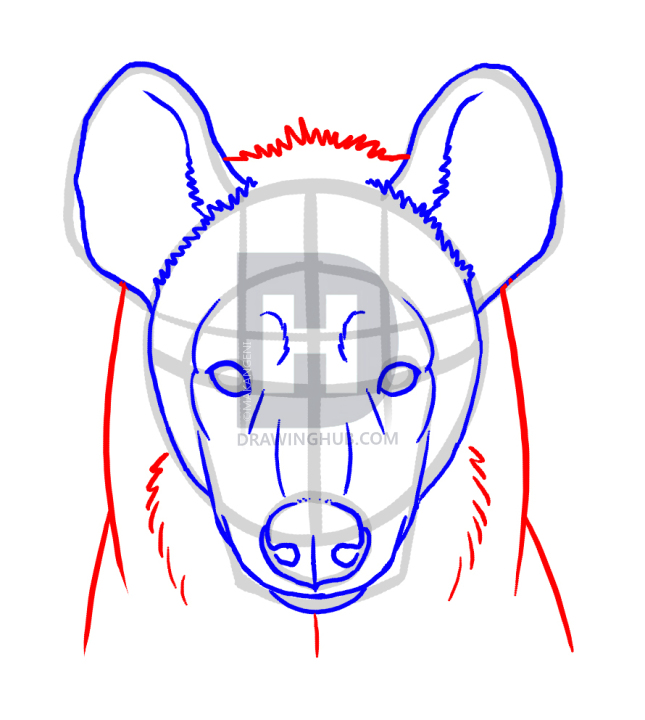 645x720 How To Draw Hyenas, Step