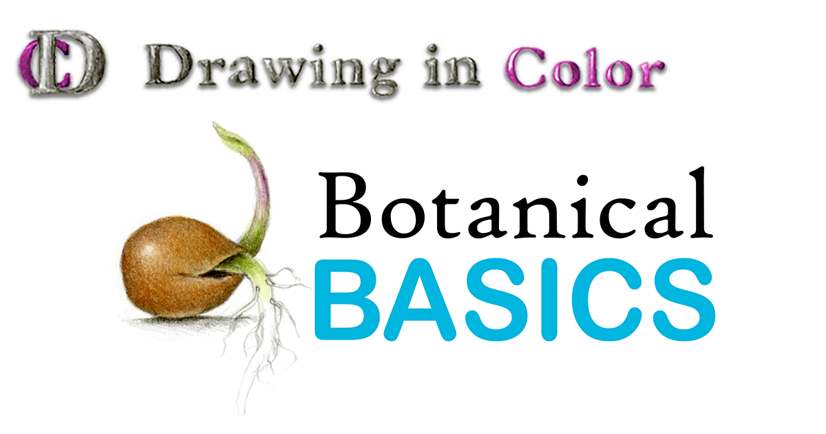 1200x630 Colored Pencil Botanical Drawing For Beginners Drawing In Color