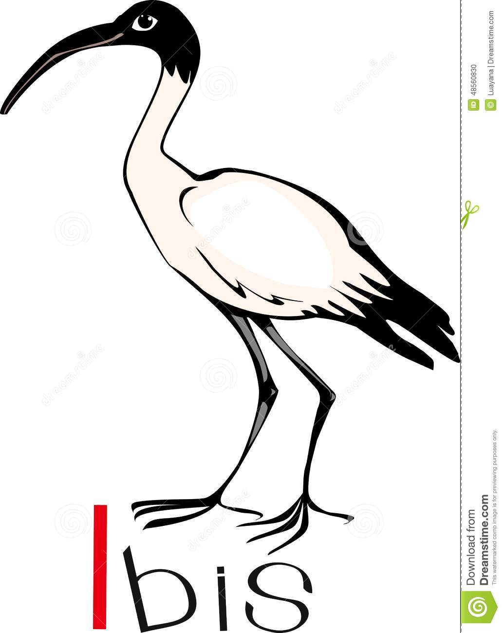 1035x1300 Ibis Clipart Image Group