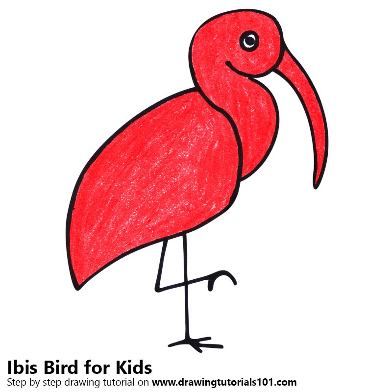 800x800 Learn How To Draw A Ibis Bird For Kids