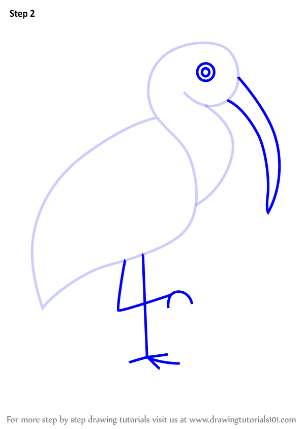 598x844 Learn How To Draw A Ibis Bird For Kids