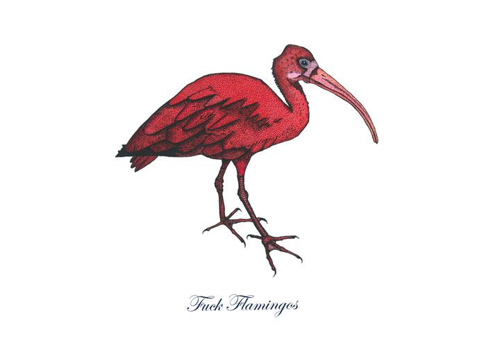 700x497 Scarlet Ibis Greeting Card Wilful Ink