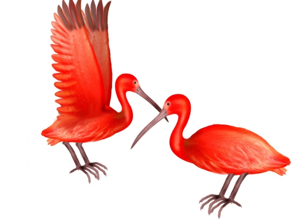 600x450 The Scarlet Ibis Drawing