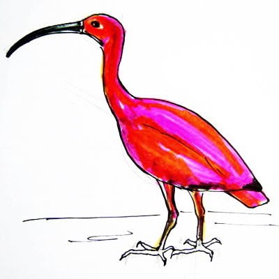 400x400 How To Draw An Ibis Bird
