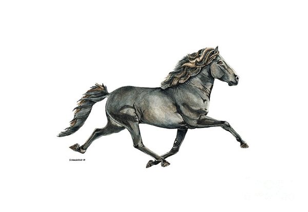 600x414 Icelandic Horse Paintings Fine Art America