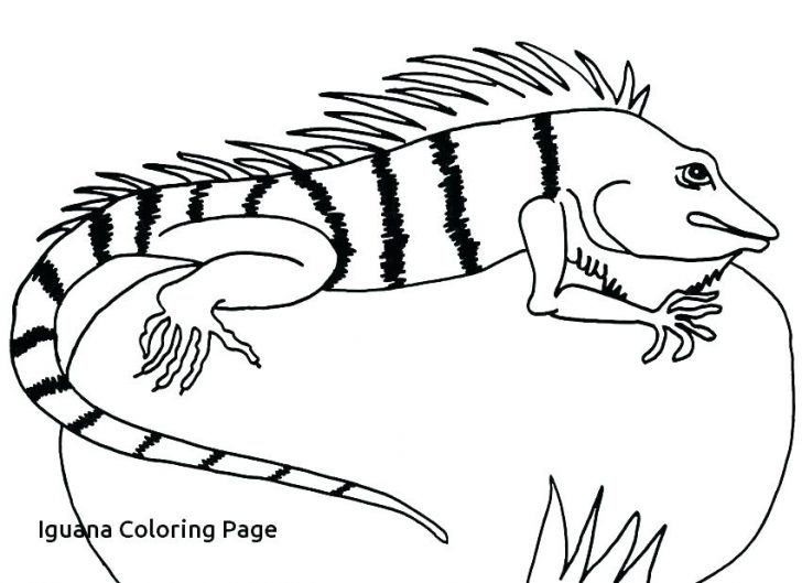 728x529 Coloring Pages Disney Moana Printable Summer For Adults Quotes