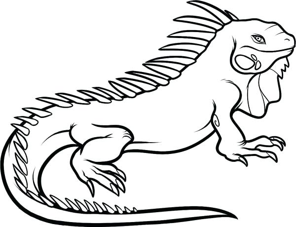 600x460 green iguana coloring pages iguana coloring pages print coloring
