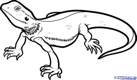 474x277 How To Draw A Simple Lizard How To Draw A Cartoon Iguana Draw