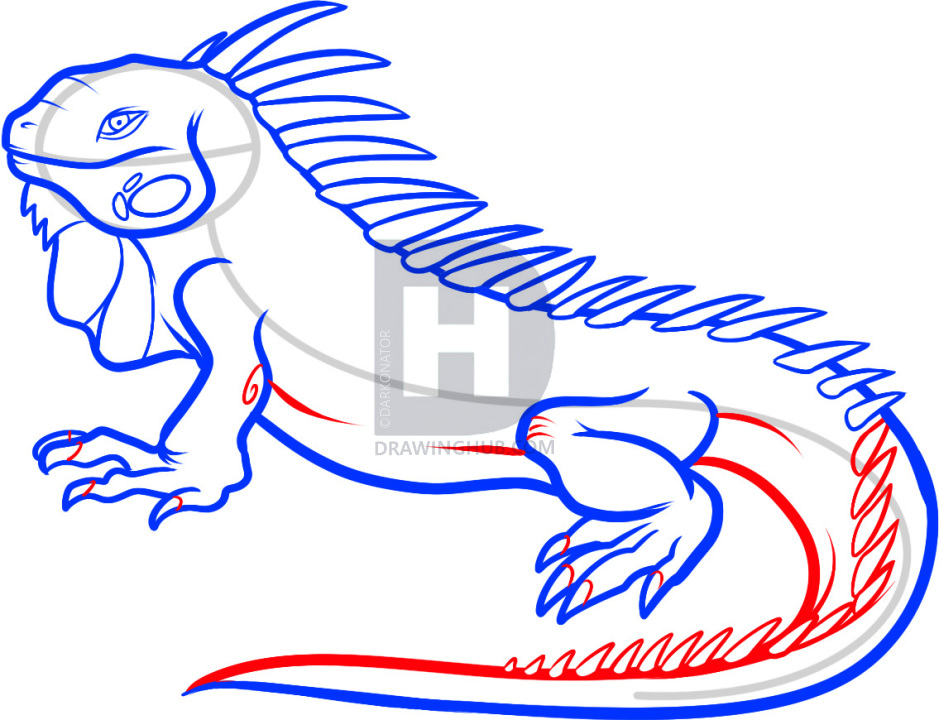 939x720 How To Draw An Iguana, Step