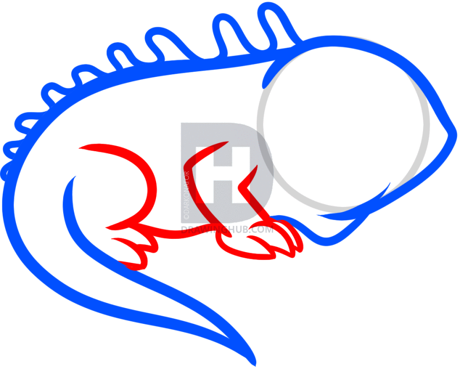 896x720 How To Draw An Iguana For Kids, Step