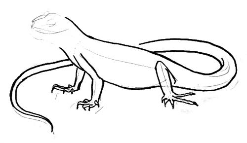 500x290 How To Draw An Iguana Step