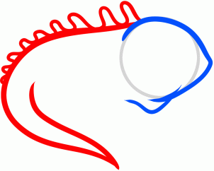 302x242 How To Draw How To Draw An Iguana For Kids