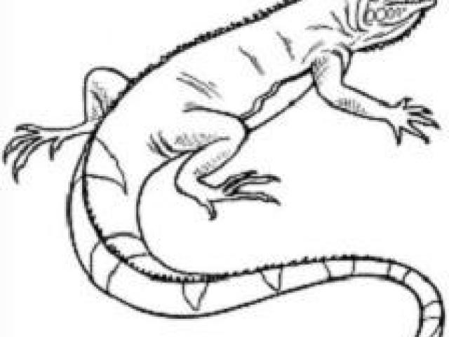 Iguana Drawing | Free download on ClipArtMag