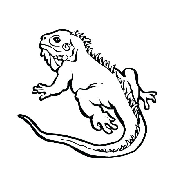 600x600 Iguana Coloring