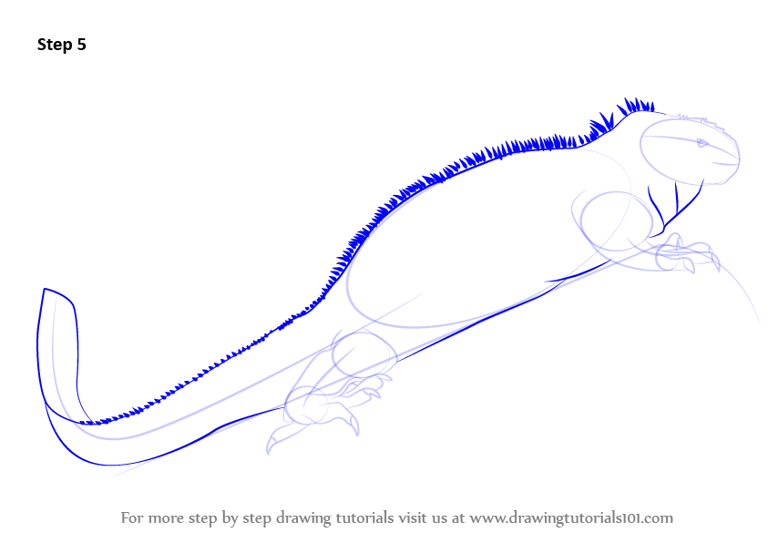 843x596 Learn How To Draw A Marine Iguana