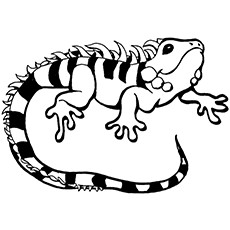 230x230 Download Iguana Coloring Pages