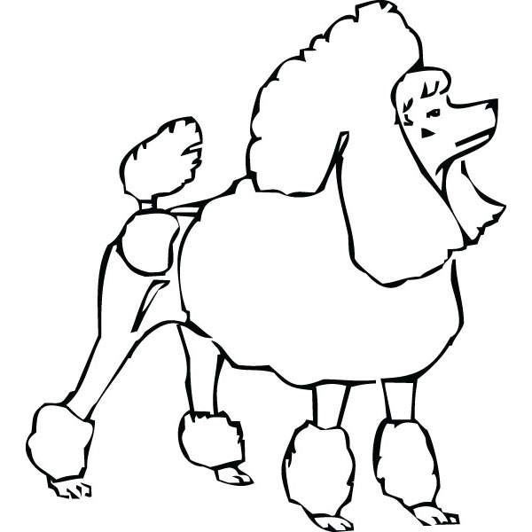 600x600 poodle clipart poodle outline