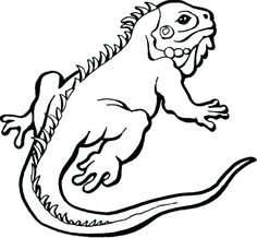236x218 Best Iguana Coloring