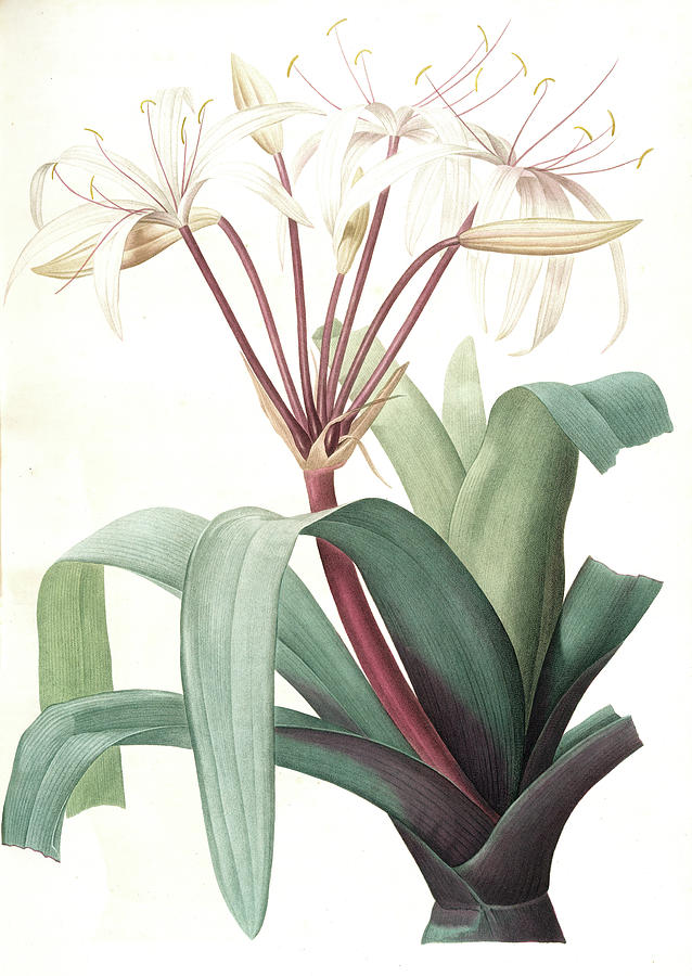 638x900 Crinum Erubescens, Crinum Swamp Lily Drawing