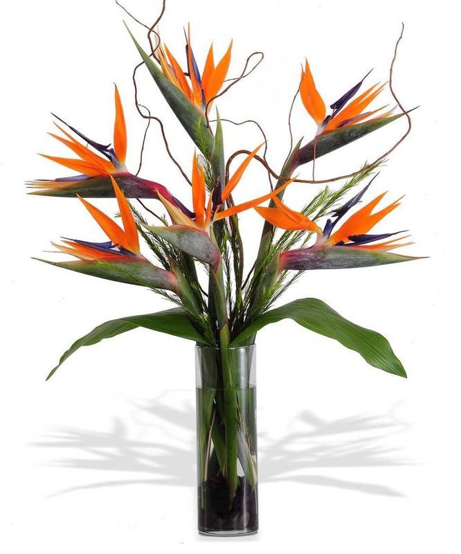 666x800 Contemporary Birds Of Paradise Online Plant Shop