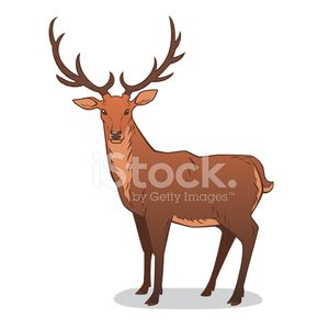 300x300 Deer Drawing Premium Clipart