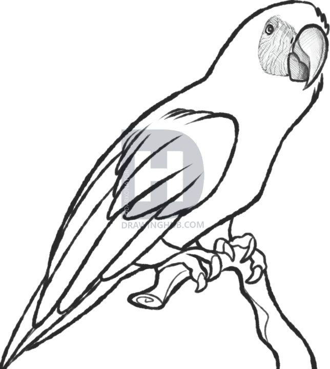 644x720 How To Sketch A Parrot, Step