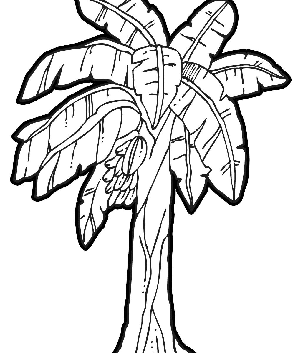 1029x1200 Banana Tree Drawing Step