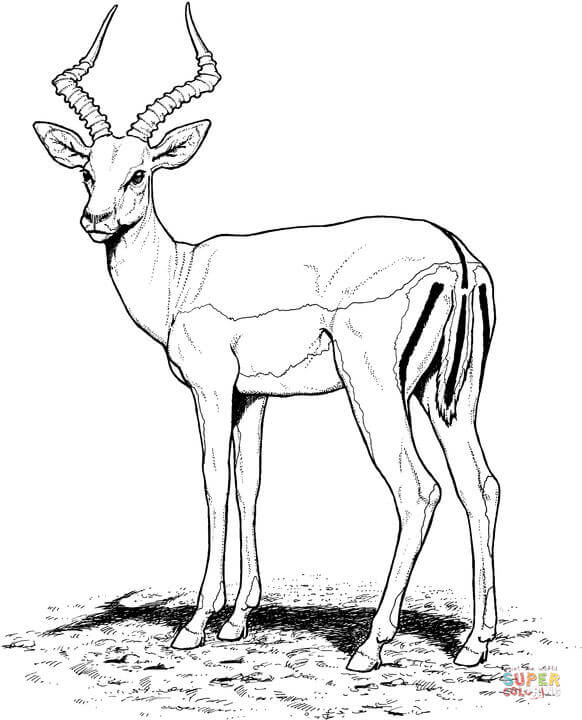 Impala Drawing