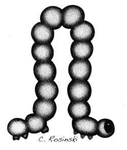 250x294 Inchworm Pencil Drawing + Photoshop = Fun Carol's Drawing Blog