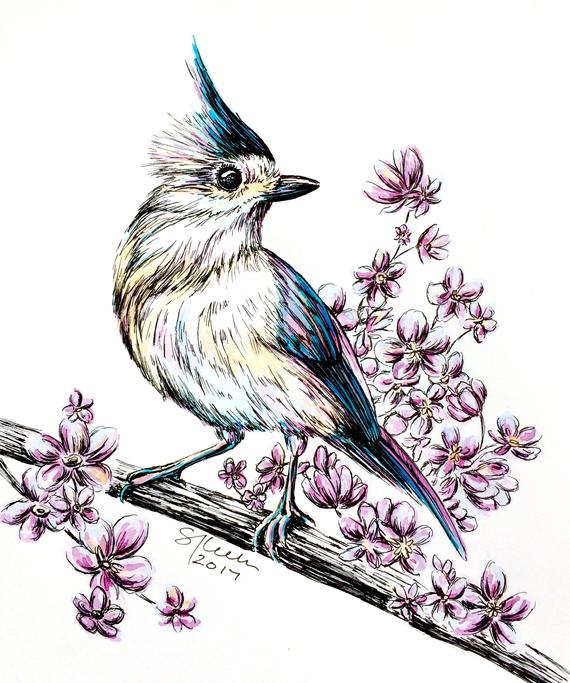 570x683 Tufted Titmouse Pigmented India Ink Art Print Etsy