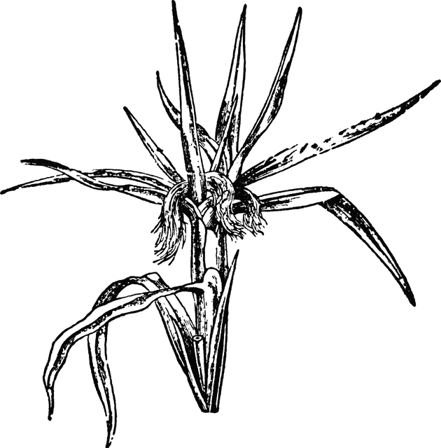 630x640 Indian Corn Clipart Etc