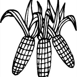 268x268 Indian Corn Coloring