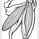 Indian Corn Drawing | Free download on ClipArtMag