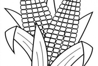 335x226 Indian Corn Coloring Sheet Free Coloring Pages On Art Coloring Pages